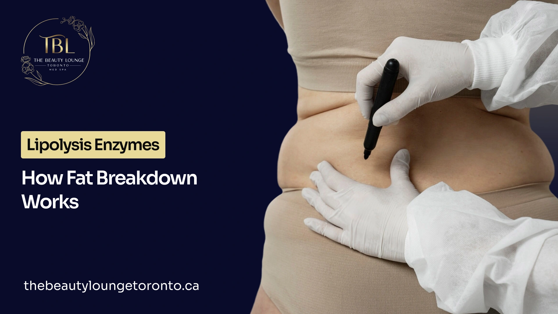 Guide on lipolysis enzymes break down triglycerides into fatty acids and glycerol.